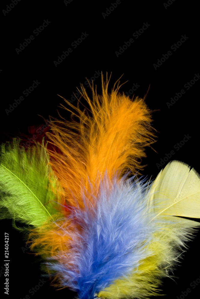 Obraz premium colored feather