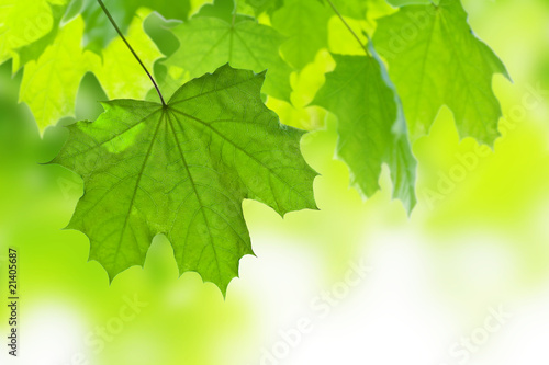 frame of maple leaves isolated