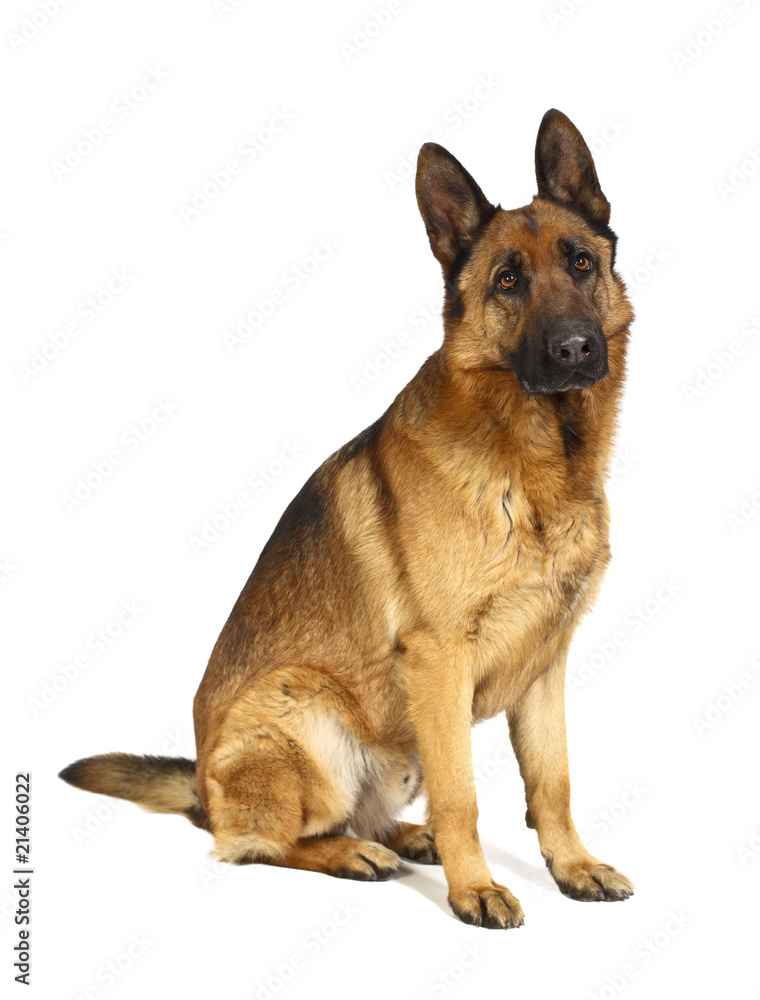 german shepard on white