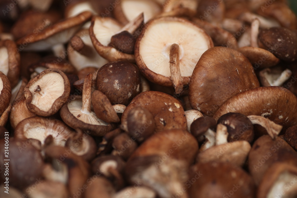 Pilze Pilze