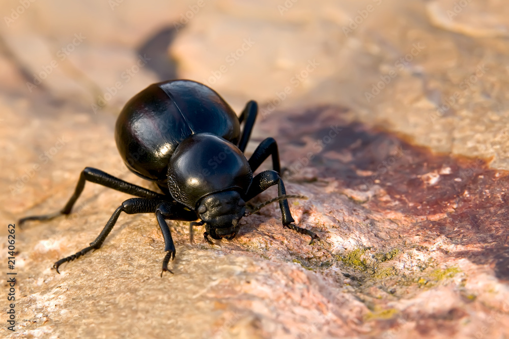 Dung Beetle Dung Beetle