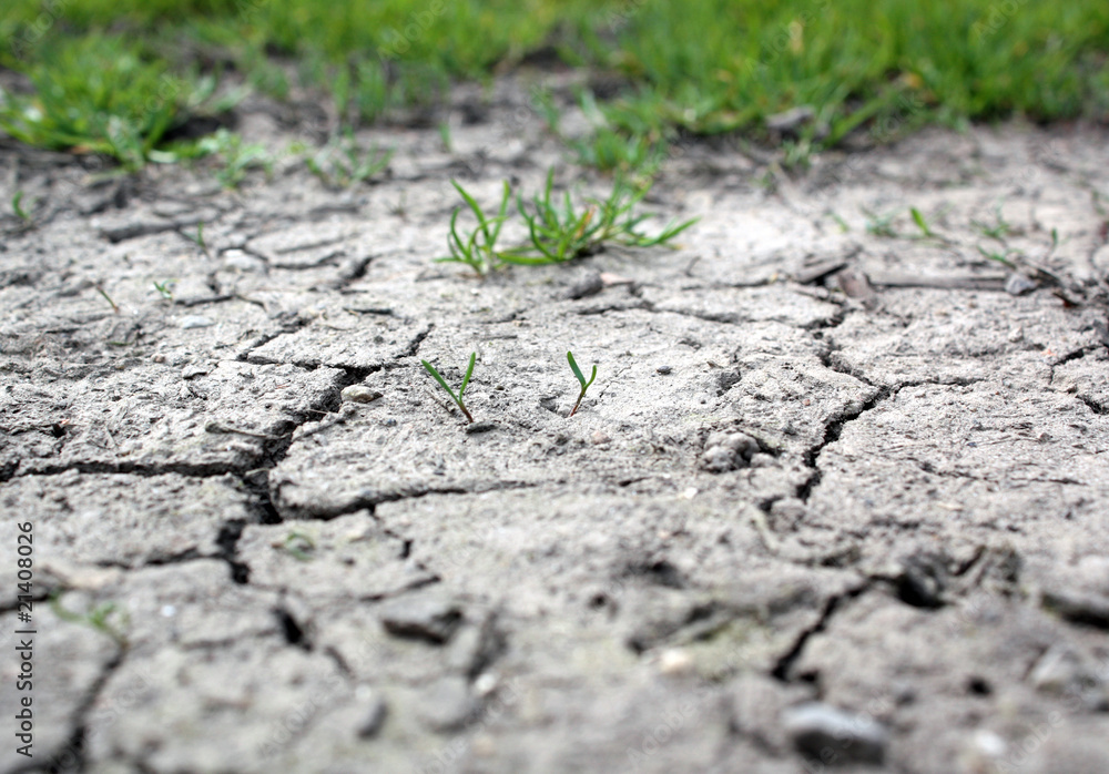 Green grass in warming Green grass in warming