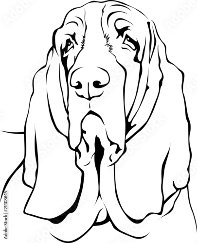Basset  Hound