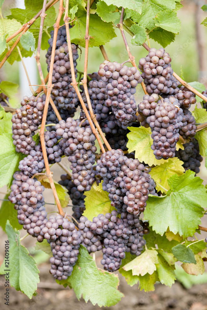 grapevines in vineyard, Czech Republic