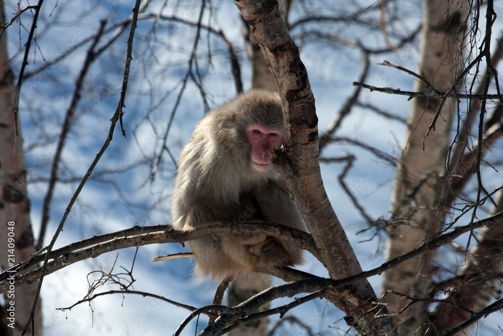 Snow Monkey Snow Monkey