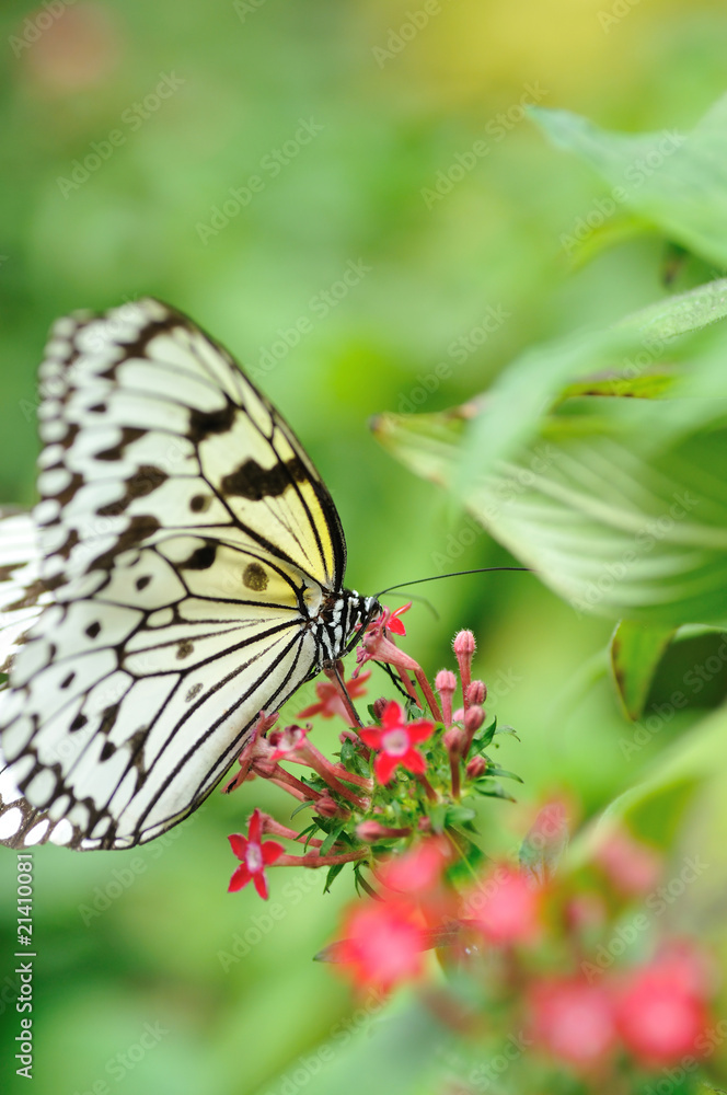 Obraz premium 蝶の楽園