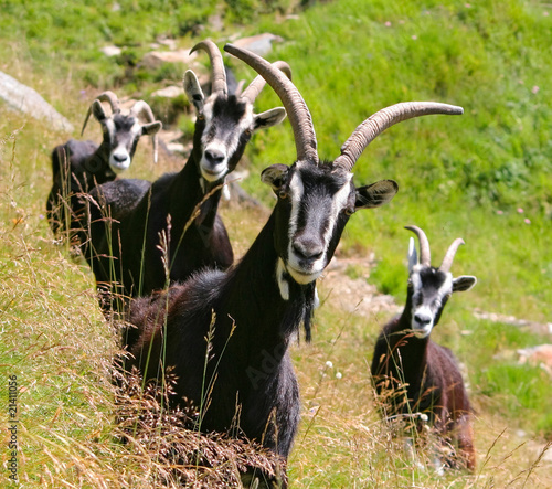 Black Goats with big Horns is looking to you
