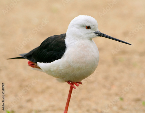 Black necked stilt stand on a single leg photo