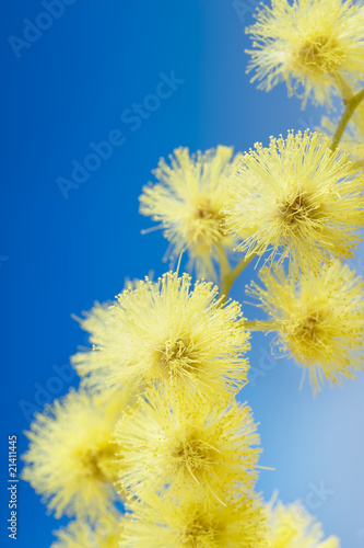mimosa flowers cloose up © paolo maria airenti