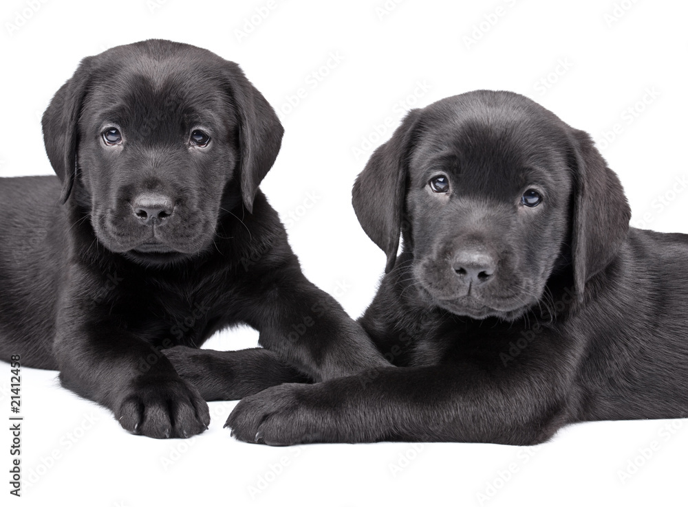 two  black labrador puppies, two  months old.