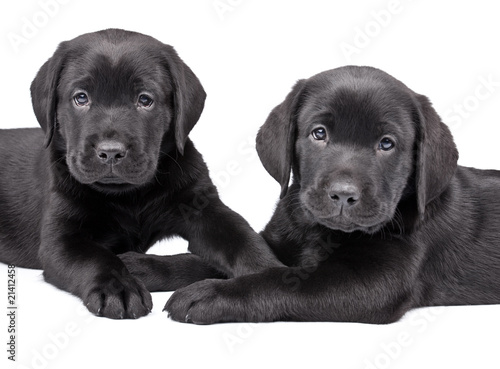 two  black labrador puppies  two  months old.