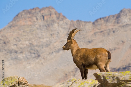 Ibex Male on a High Mountain background - Gran Paradiso Park