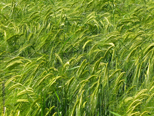 Valokuva grain field