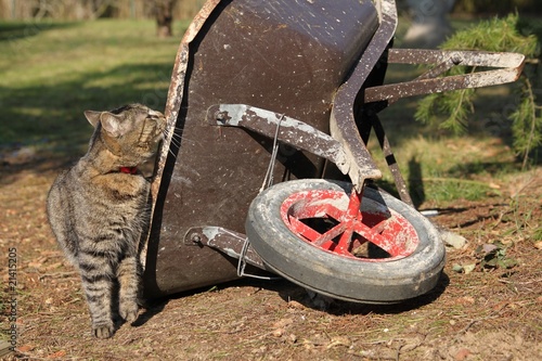 Cat wheelbarrow