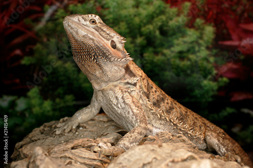 Bearded Dragon