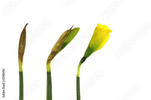 Fototapeta Naklejka Na Ścianę i Meble -  Frühlingserwachen