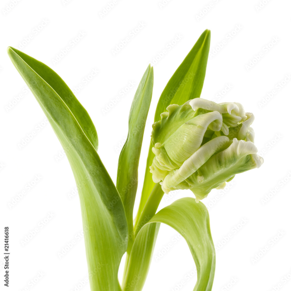 Obraz premium Green Tulip