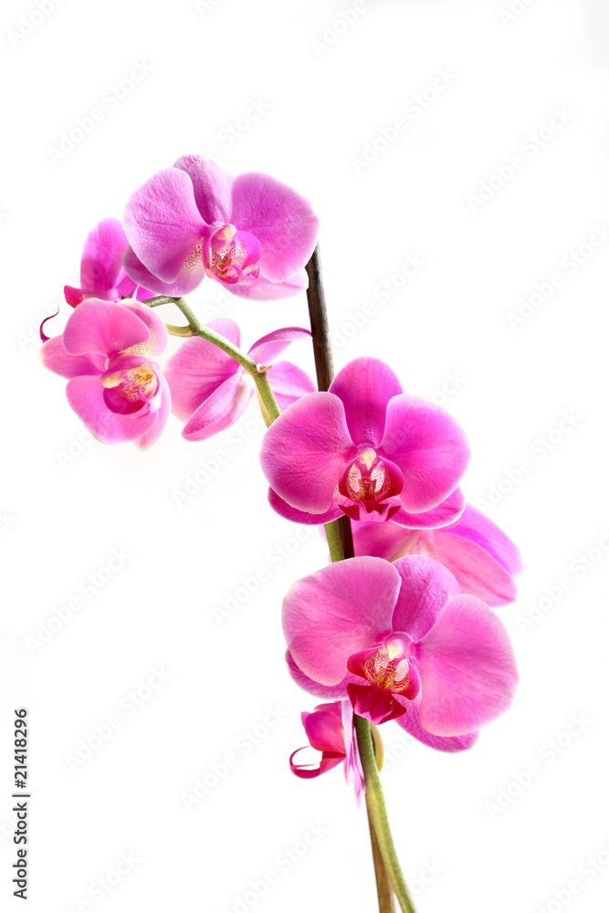 Flower orchid - phalaenopsis Flower orchid - phalaenopsis