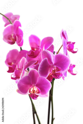Fototapeta Naklejka Na Ścianę i Meble -  Flower orchid -  phalaenopsis
