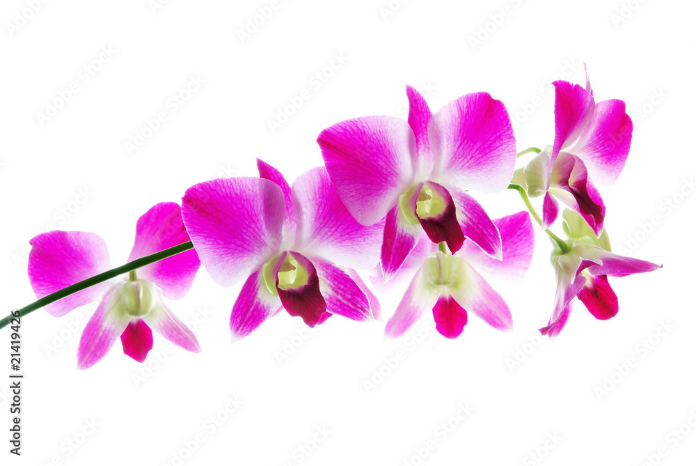 Obraz premium Świeże fioletowe orchidee na białym tle