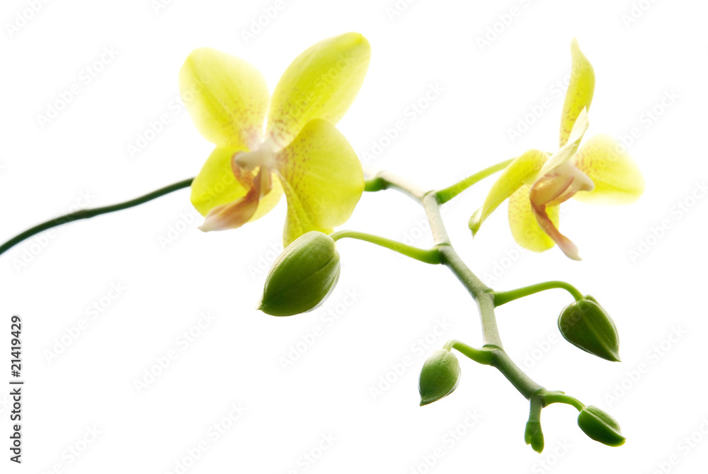 Fresh yellow orchids isolated on white background Fresh yellow orchids isolated on white background