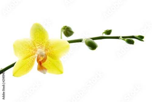 Fototapeta Naklejka Na Ścianę i Meble -  Fresh yellow orchids isolated on white background