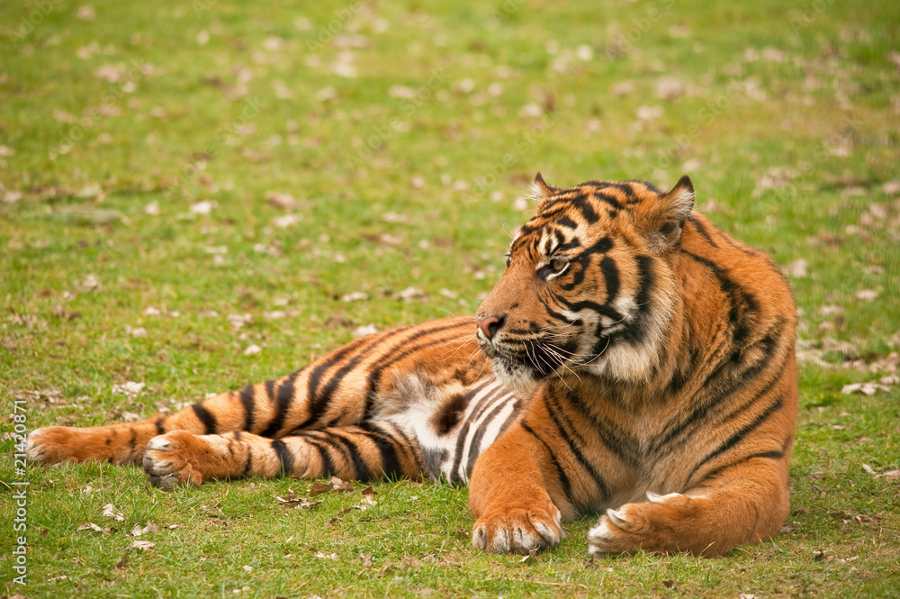 Obraz premium tiger relaxing