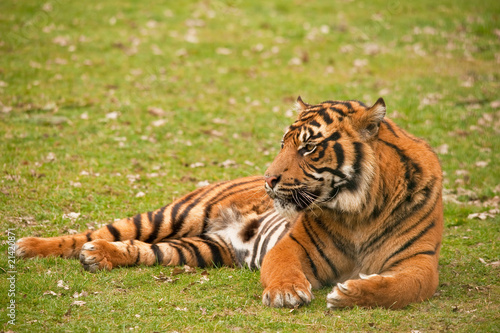 tiger relaxing