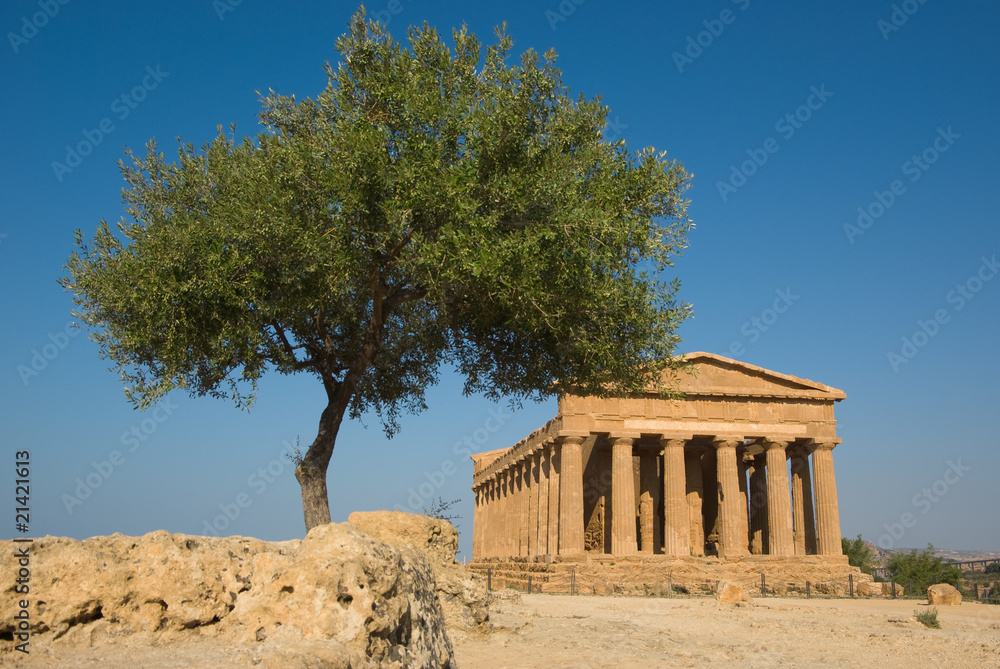 Fototapeta premium doric temple of Concord in the valley of temples and olive tree