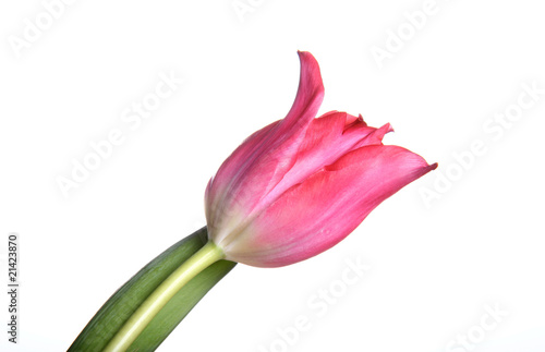 Red tulip on white background