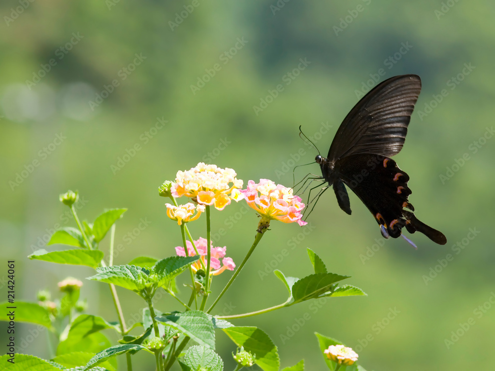 Fototapeta premium Big swallowtail butterfly flying