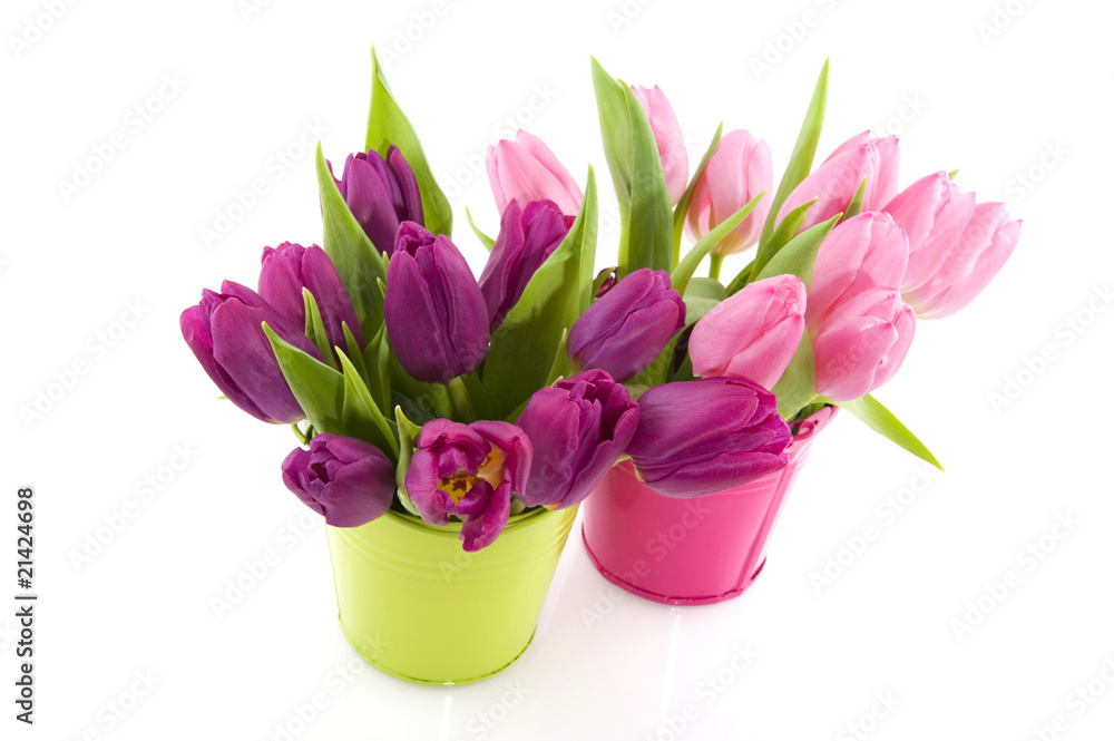 tulips in spring tulips in spring