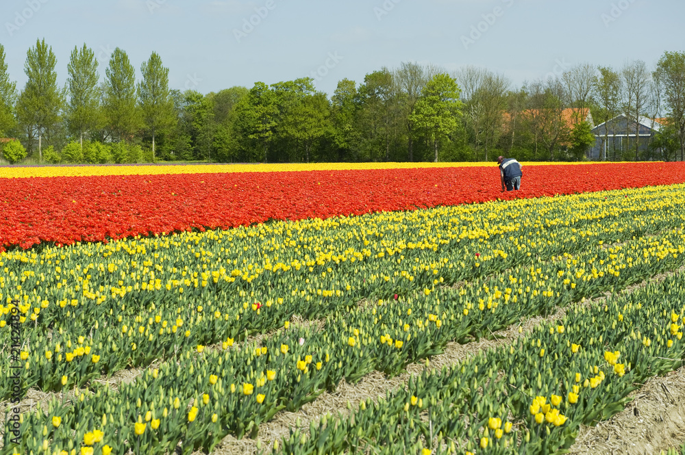 Fototapeta premium Red and yellow tulips