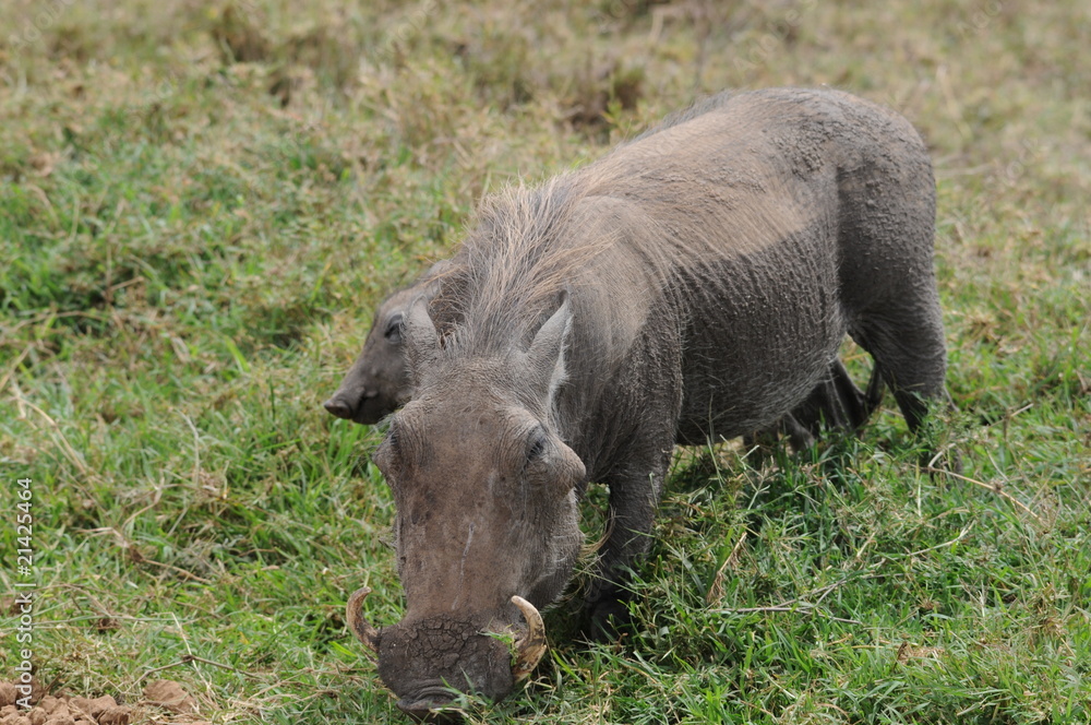 Fototapeta premium Warzenschwein