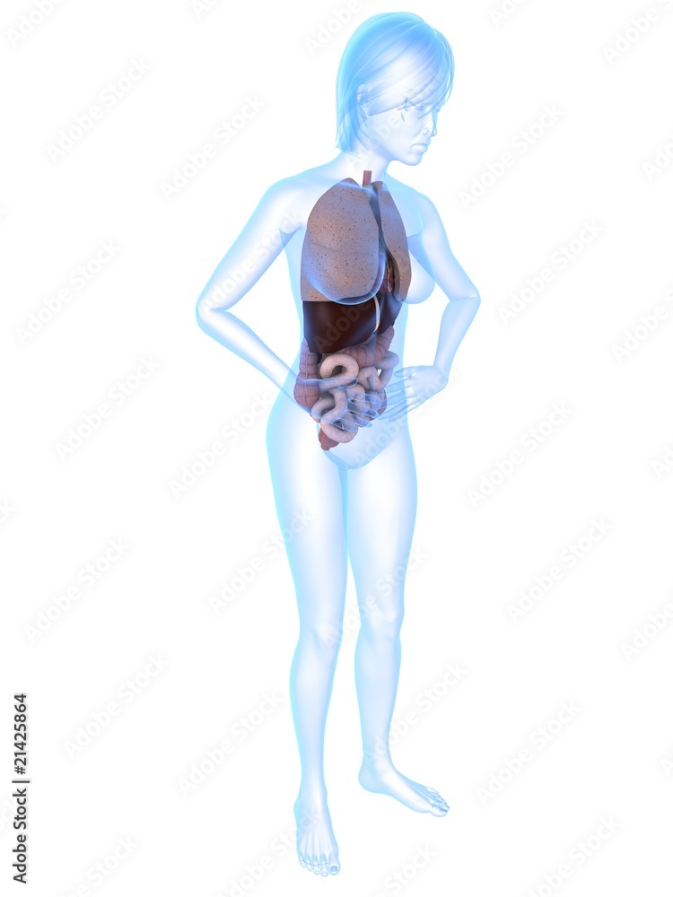 weibliche Anatomie - Bauchschmerzen weibliche Anatomie - Bauchschmerzen