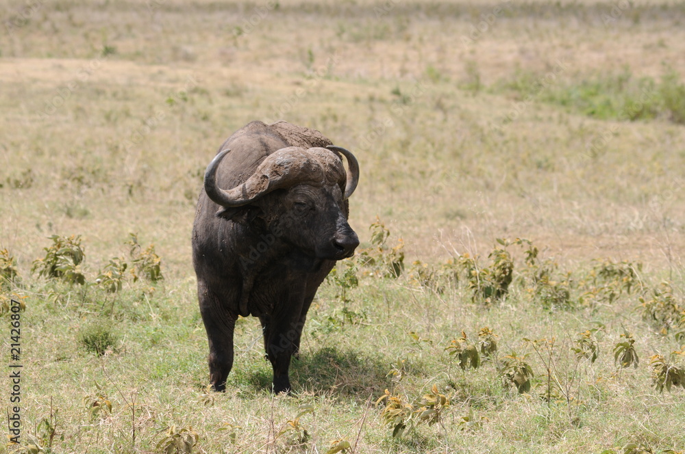 Fototapeta premium Wasserbüffel