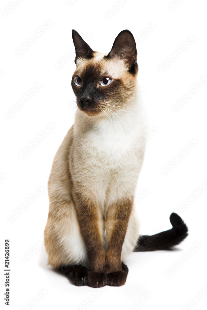 Siamese cat