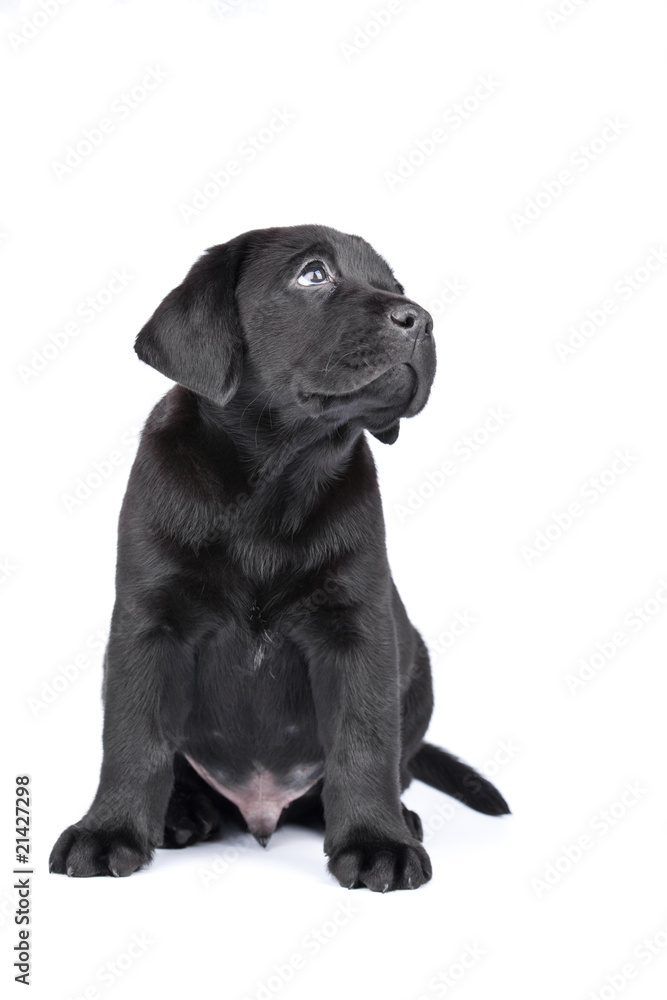 Charming puppy labrador on a white background. See other puppies Charming puppy labrador on a white background. See other puppies