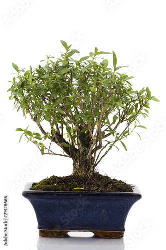 Bonsai tree isolated in white background