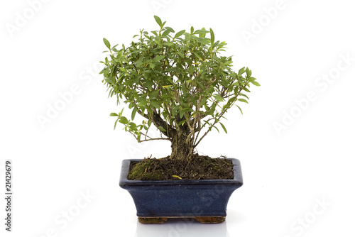 Bonsai tree isolated in white background