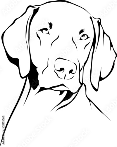 Weimaraner