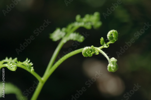Young leaf of the fernbrake's fern (Pteridium aqulinum) © Pawel Burgiel