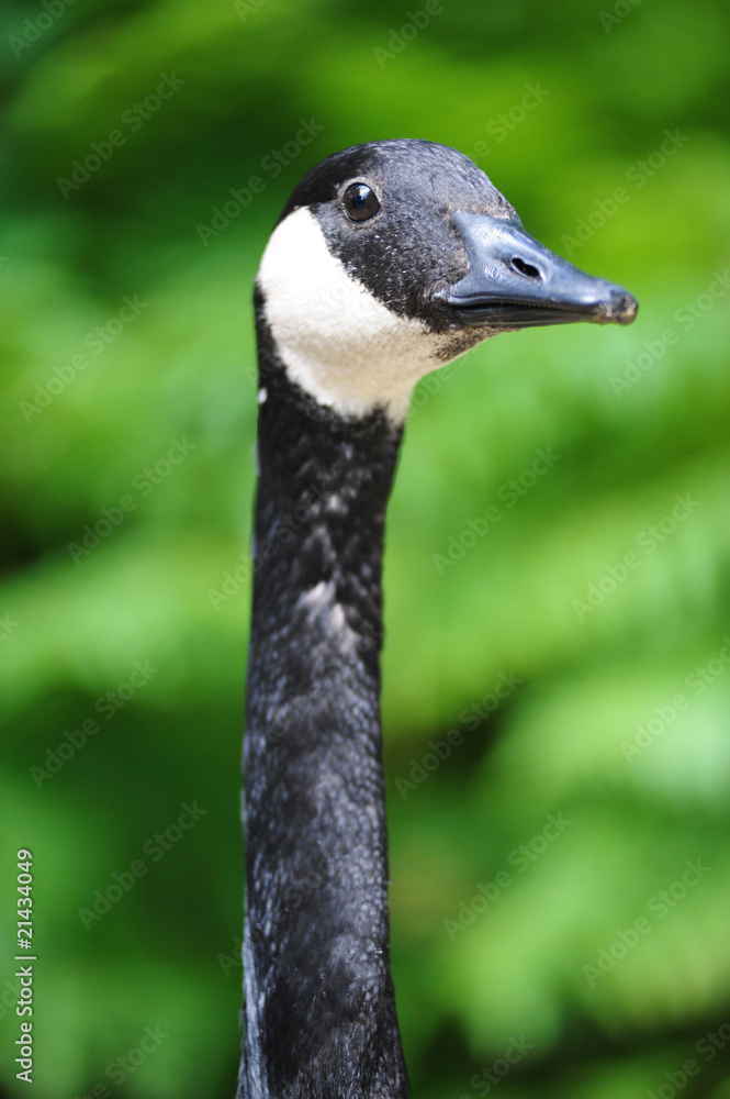 Canadian Goose Portrait Canadian Goose Portrait