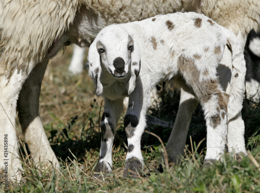 Lamb a few hours with his mother, in a pasture in the mountains. Lamb a few hours with his mother, in a pasture in the mountains.