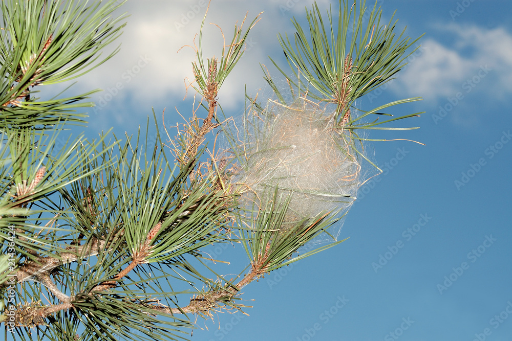 Naklejka premium Procesionaria del pino