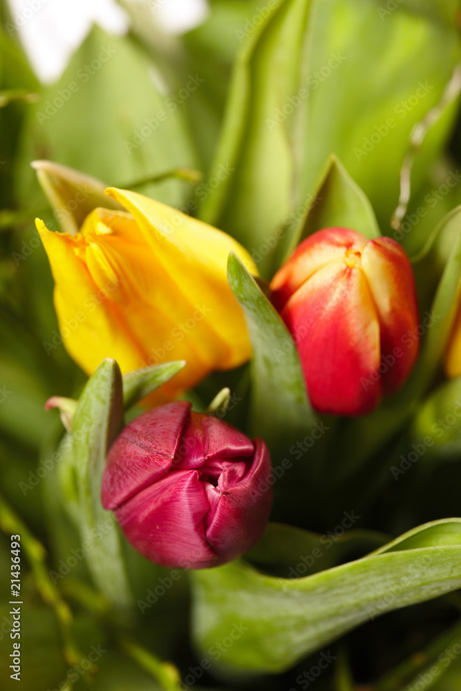Tulpen Tulpen