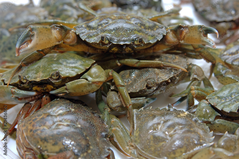 Carcinus maenas Carcinus maenas