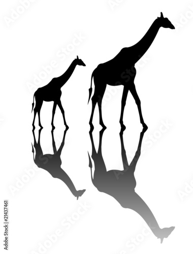 Giraffe 01