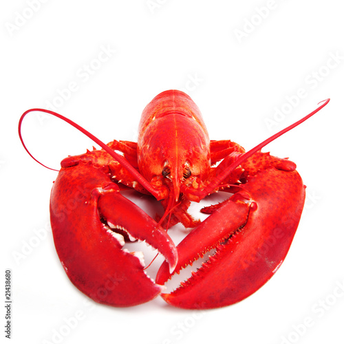 isolated lobster