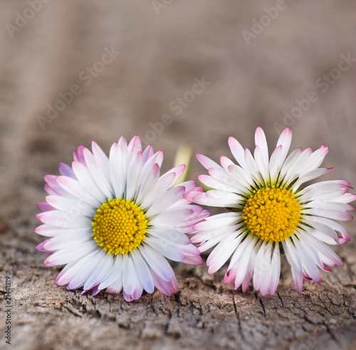 Zwei Gänseblümchen